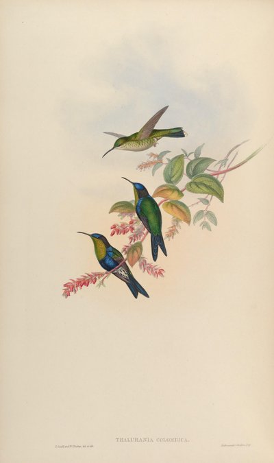 Thalurania colombica by John Gould
